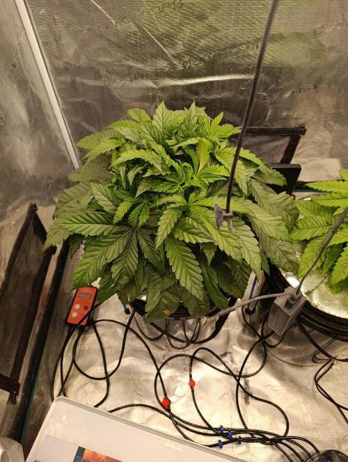 Candy breath Paradise seeds DWC. Week 3