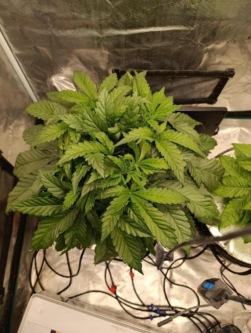 Candy breath Paradise seeds DWC. Week 3