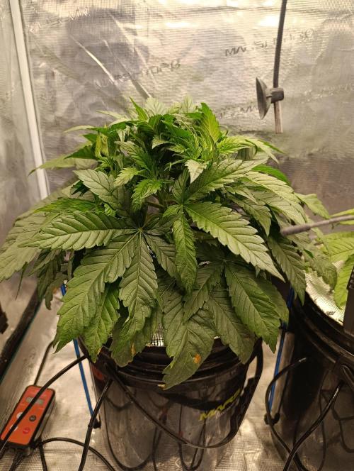 Candy breath Paradise seeds DWC. Week 3