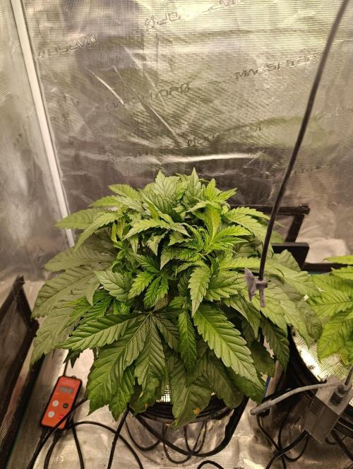 Candy breath Paradise seeds DWC. Week 3