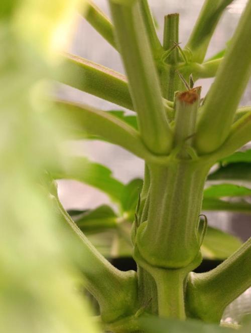 Candy breath Paradise seeds DWC. Week 3