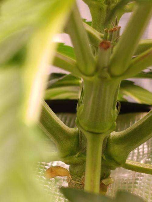 Candy breath Paradise seeds DWC. Week 3