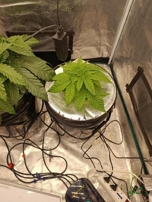 Smashberry Fumez Anesia DWC. Week 3