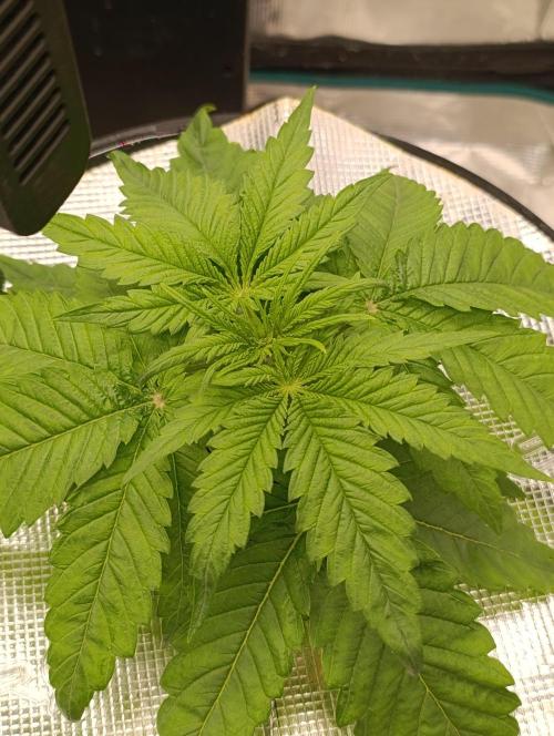 Smashberry Fumez Anesia DWC. Week 3