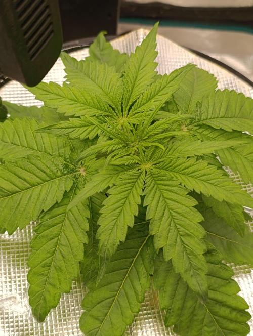 Smashberry Fumez Anesia DWC. Week 3