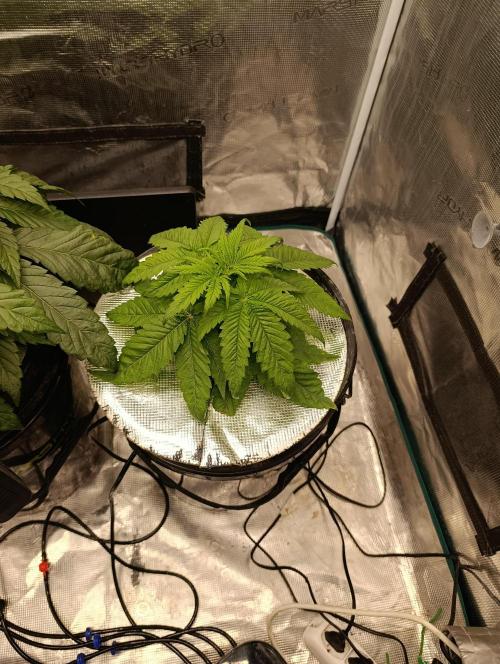 Smashberry Fumez Anesia DWC. Week 3