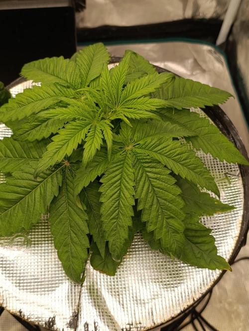 Smashberry Fumez Anesia DWC. Week 3