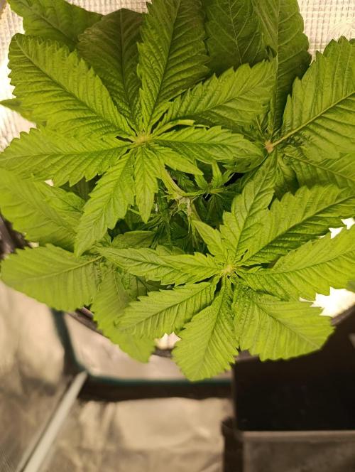 Smashberry Fumez Anesia DWC. Week 3