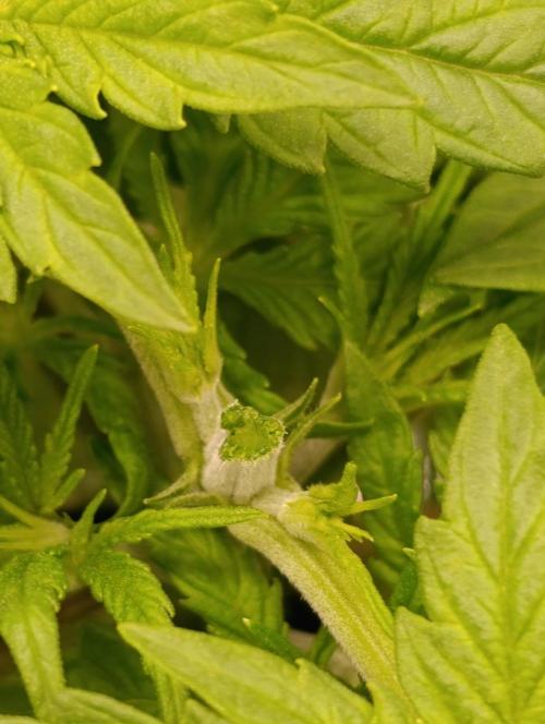 Smashberry Fumez Anesia DWC. Week 3