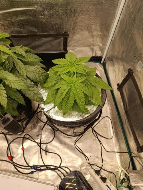 Smashberry Fumez Anesia DWC. Week 3