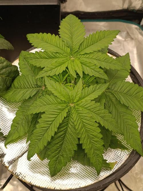 Smashberry Fumez Anesia DWC. Week 3