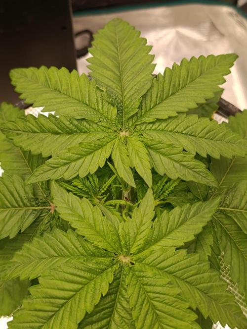 Smashberry Fumez Anesia DWC. Week 3