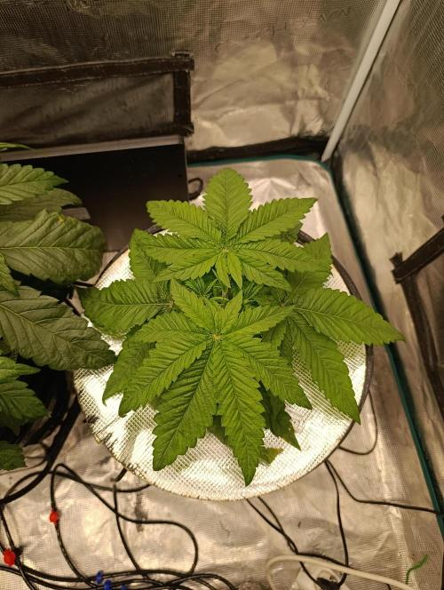 Smashberry Fumez Anesia DWC. Week 3