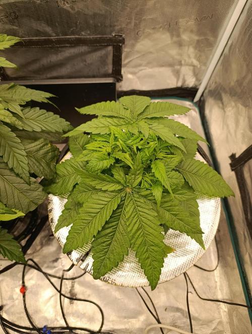 Smashberry Fumez Anesia DWC. Week 3