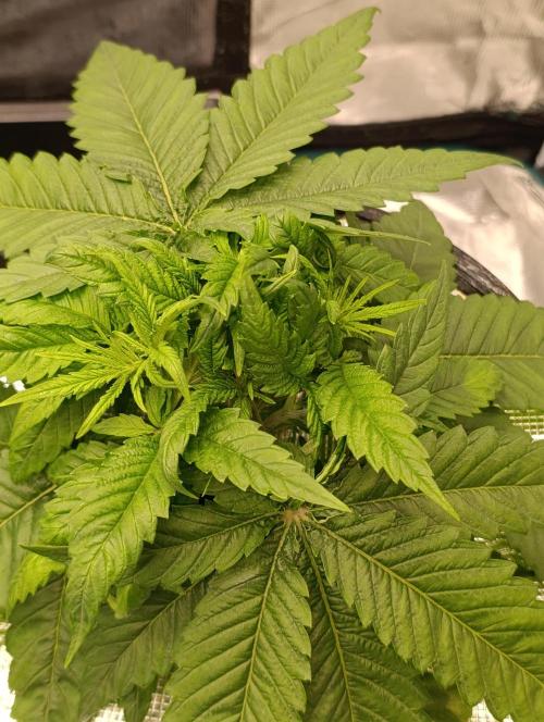 Smashberry Fumez Anesia DWC. Week 3