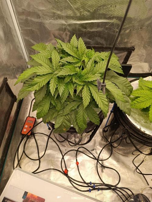 Candy breath Paradise seeds DWC. Week 4