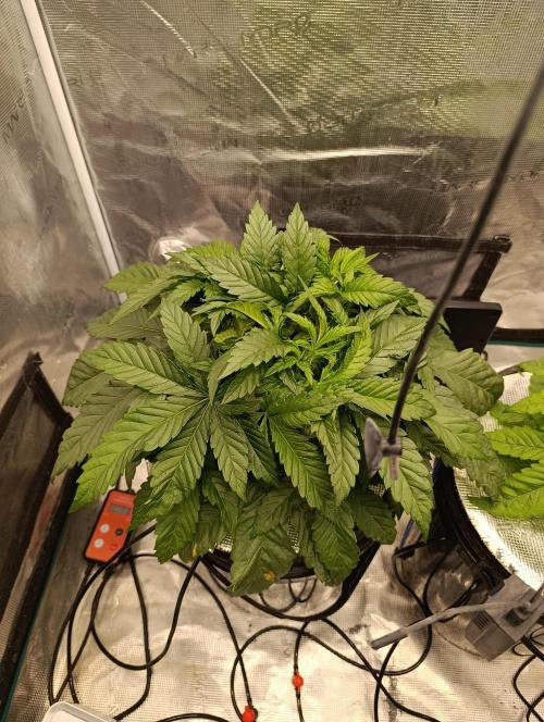 Candy breath Paradise seeds DWC. Week 4