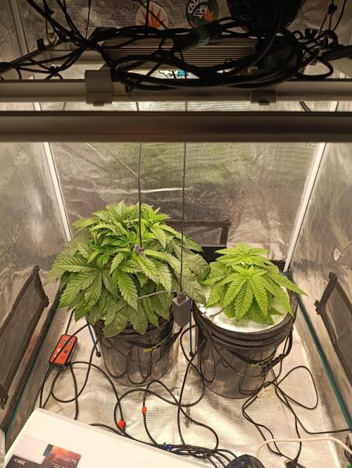 Candy breath Paradise seeds DWC. Week 4