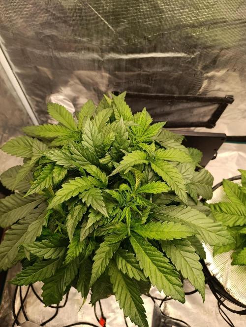 Candy breath Paradise seeds DWC. Week 4