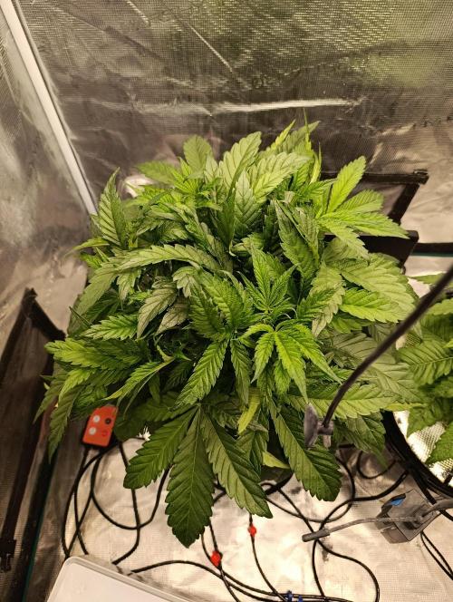 Candy breath Paradise seeds DWC. Week 4