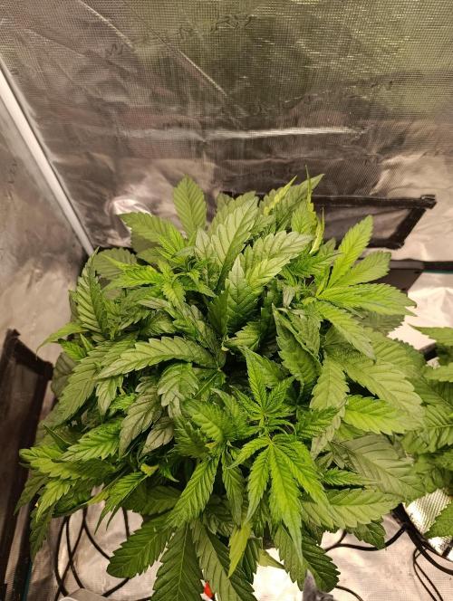 Candy breath Paradise seeds DWC. Week 4