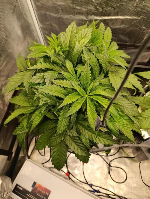 Candy breath Paradise seeds DWC. Week 4