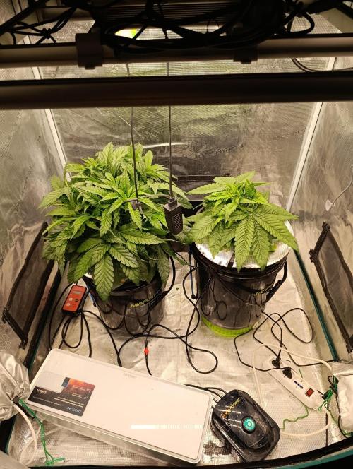 Candy breath Paradise seeds DWC. Week 4