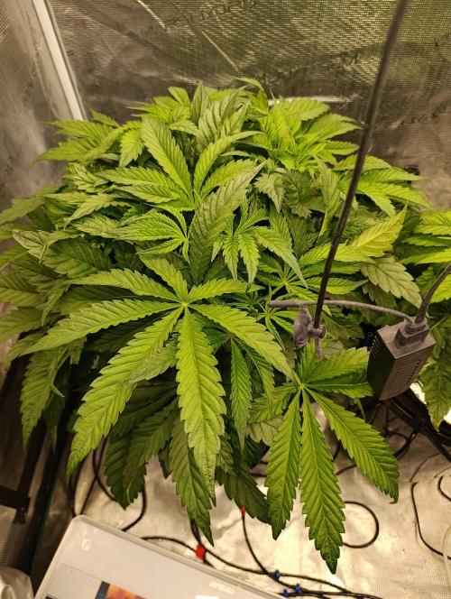 Candy breath Paradise seeds DWC. Week 4