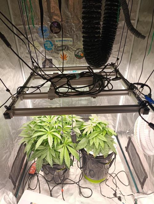 Candy breath Paradise seeds DWC. Week 4