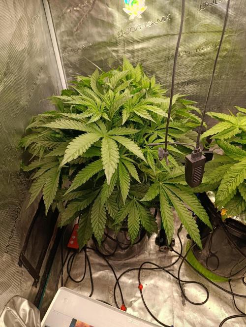 Candy breath Paradise seeds DWC. Week 4
