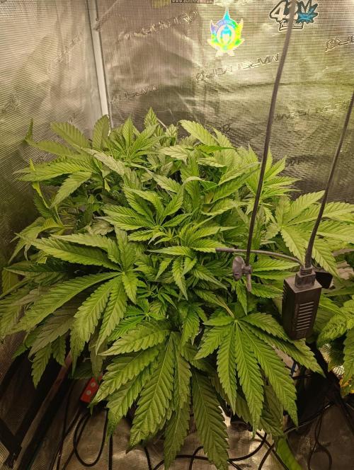 Candy breath Paradise seeds DWC. Week 4