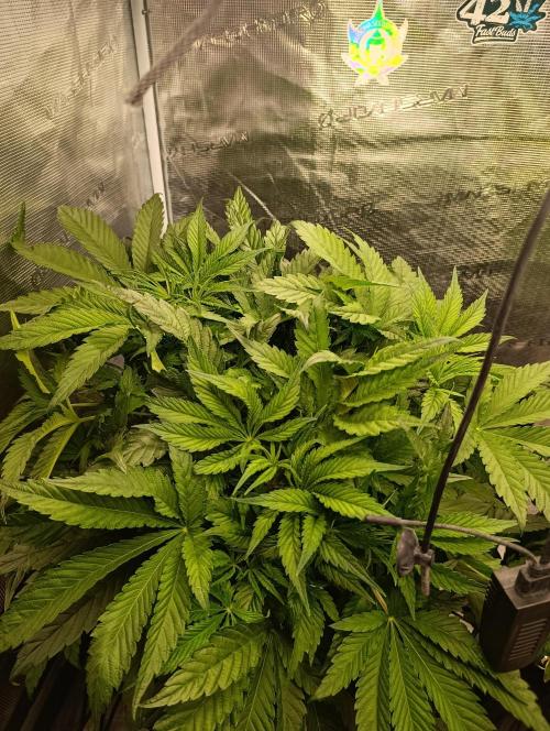 Candy breath Paradise seeds DWC. Week 4