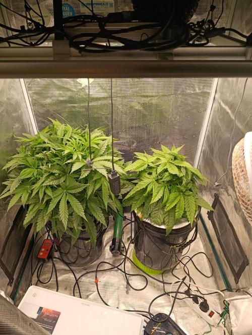 Candy breath Paradise seeds DWC. Week 4