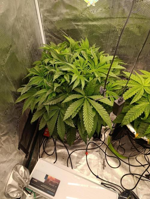 Candy breath Paradise seeds DWC. Week 4