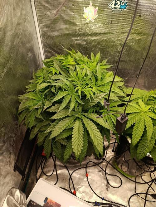 Candy breath Paradise seeds DWC. Week 4