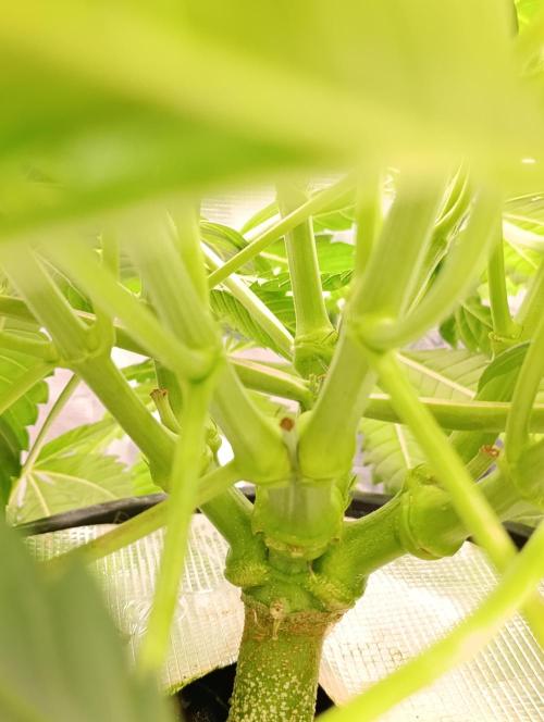 Candy breath Paradise seeds DWC. Week 4