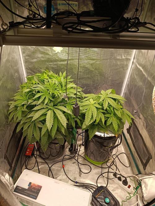 Candy breath Paradise seeds DWC. Week 4