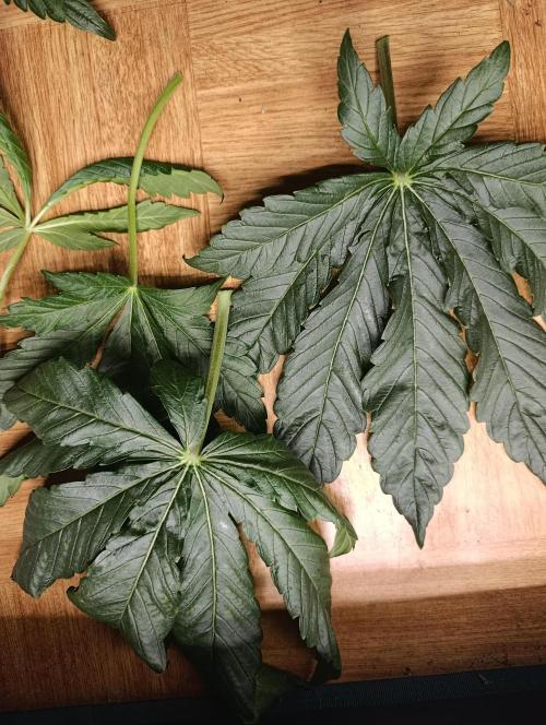 Candy breath Paradise seeds DWC. Week 4