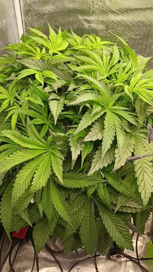 Candy breath Paradise seeds DWC