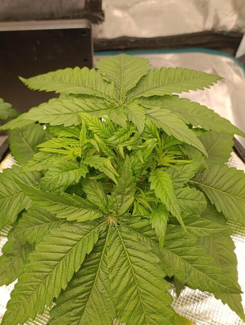 Smashberry Fumez Anesia DWC. Week 4