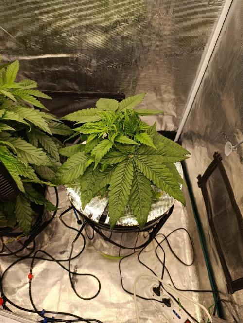 Smashberry Fumez Anesia DWC. Week 4