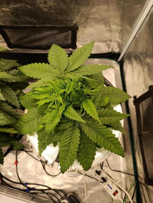 Smashberry Fumez Anesia DWC. Week 4