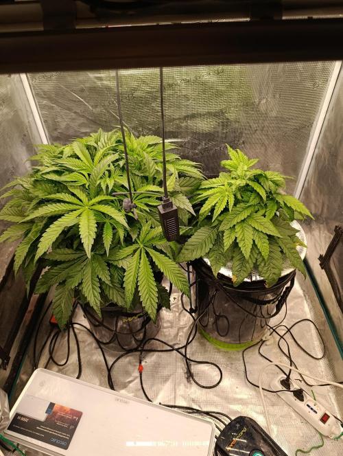 Smashberry Fumez Anesia DWC. Week 4