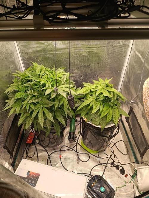 Smashberry Fumez Anesia DWC. Week 4