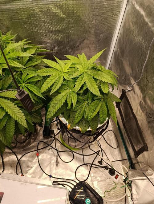 Smashberry Fumez Anesia DWC. Week 4