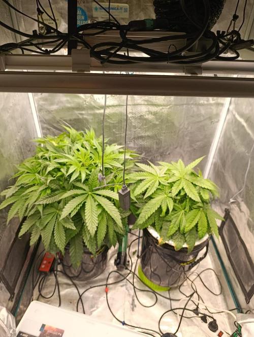 Smashberry Fumez Anesia DWC. Week 4