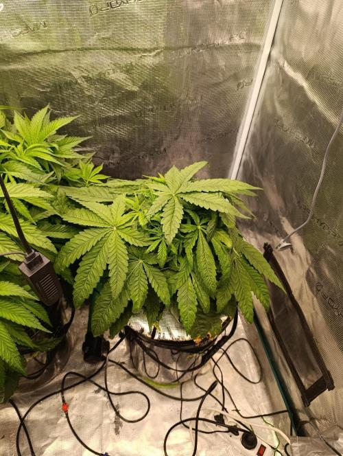 Smashberry Fumez Anesia DWC. Week 4