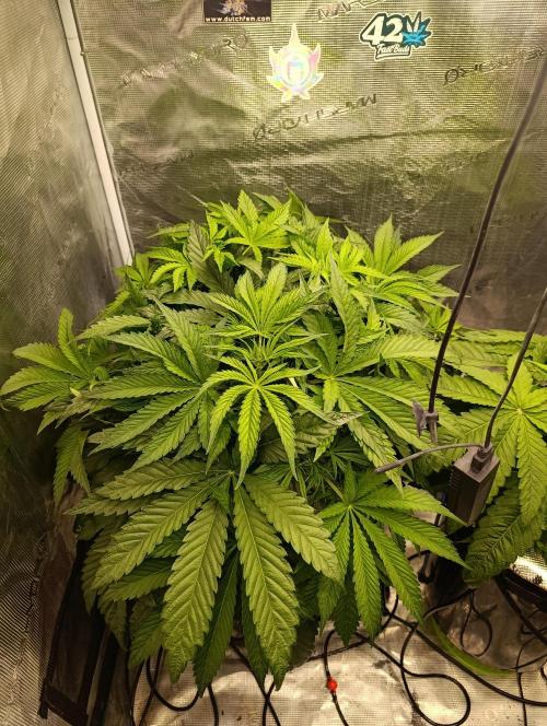 Candy breath Paradise seeds DWC. Week 5
