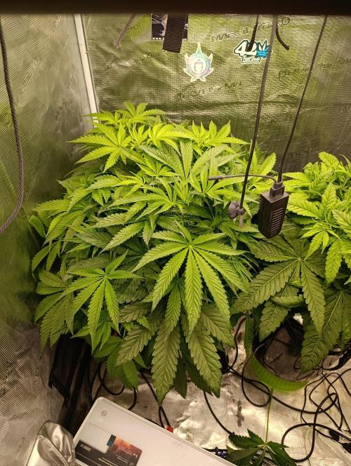 Candy breath Paradise seeds DWC. Week 5