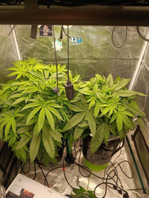 Candy breath Paradise seeds DWC. Week 5